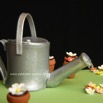 Watering-Can-Close-up.jpg